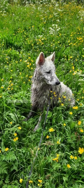 Witte herder pup spelen