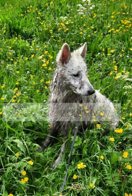 Witte herder pup spelen