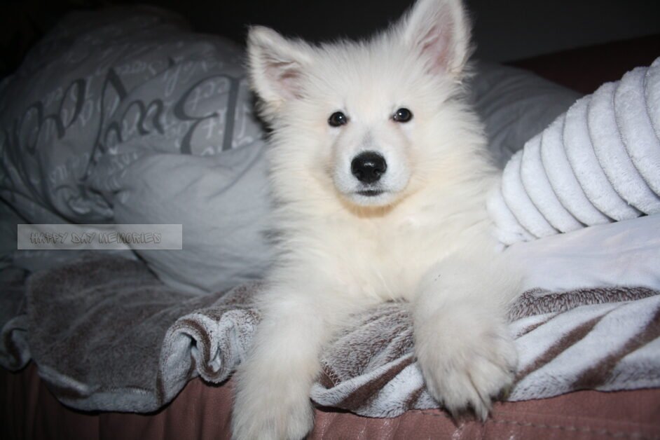 Zwitserse herder pup