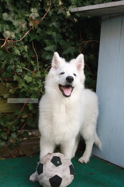 Zwitserse herder pup met bal 