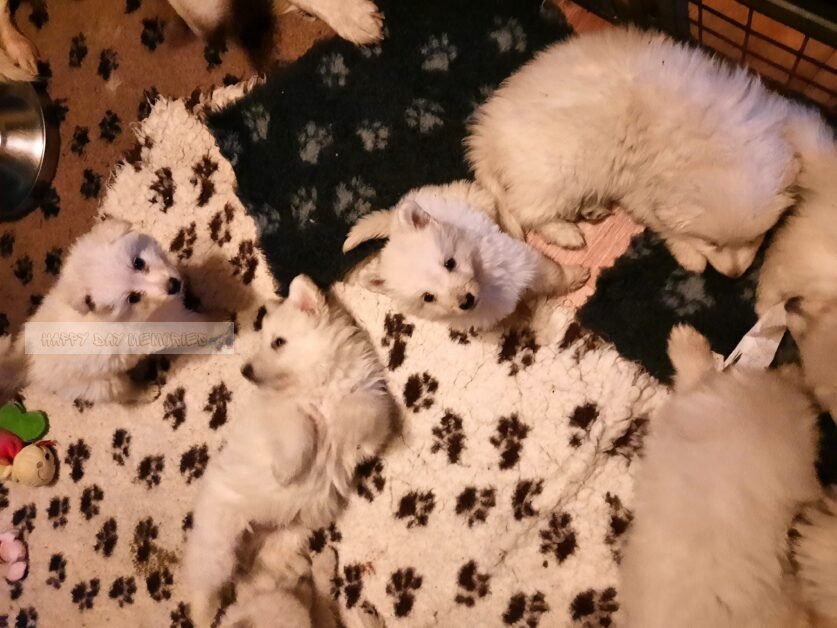 Nest Zwitserse herder pups