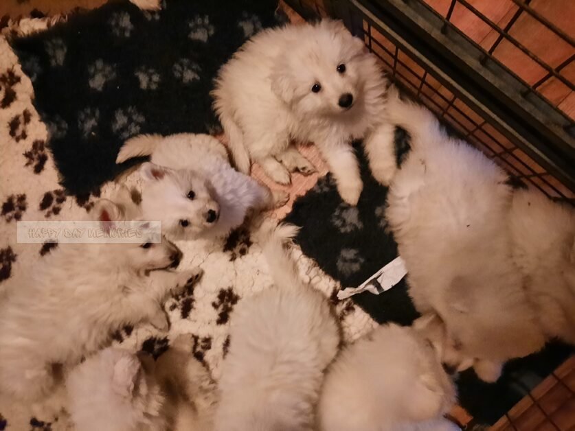 kennismaking Zwitserse herder pups