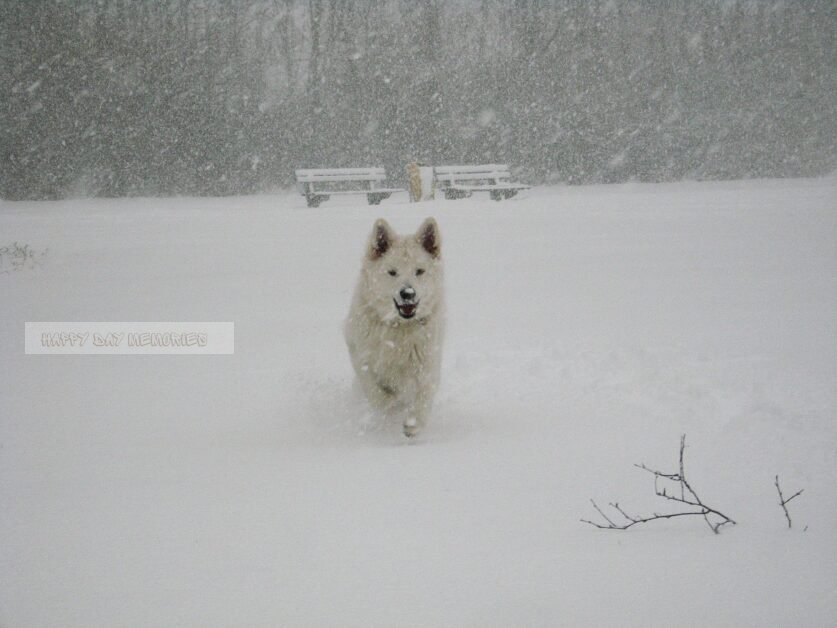 Zwitserse herder in de sneeuw