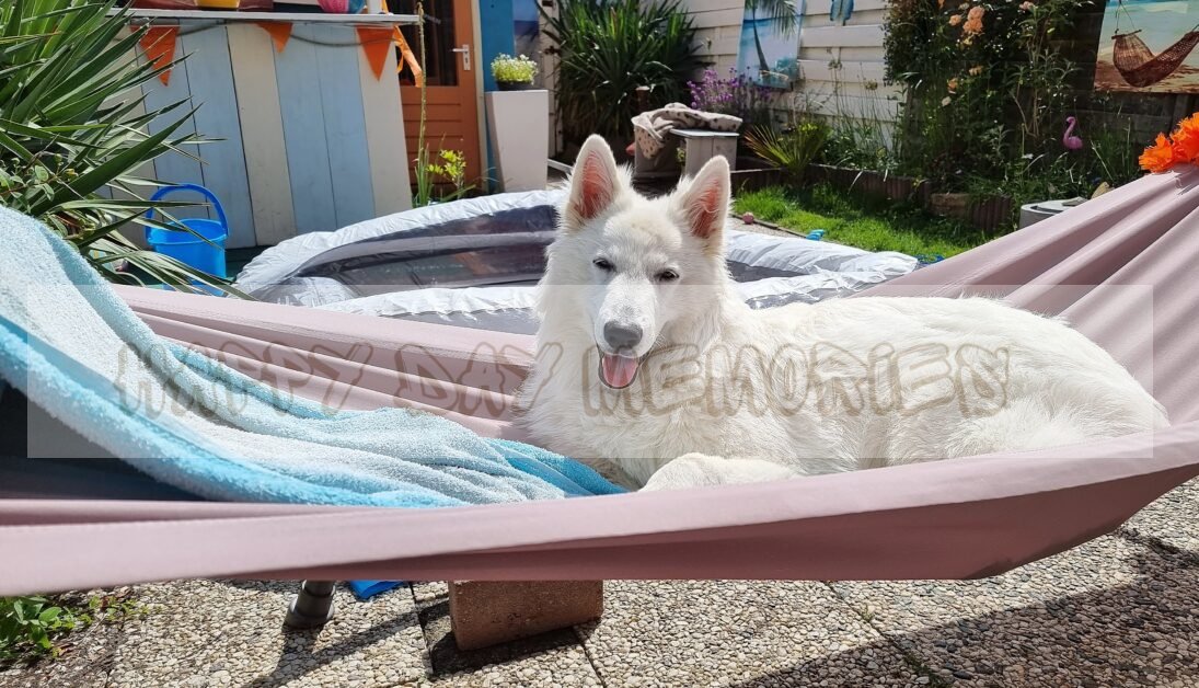 Zwitserse herder in de zon