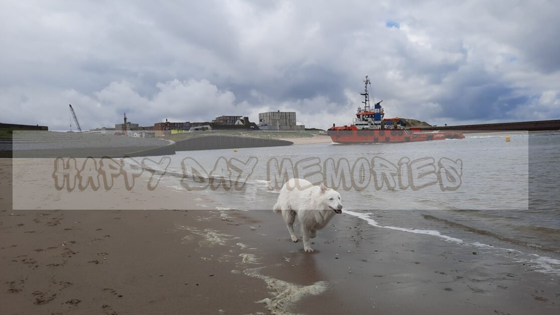 Zwitserse herder pup strand