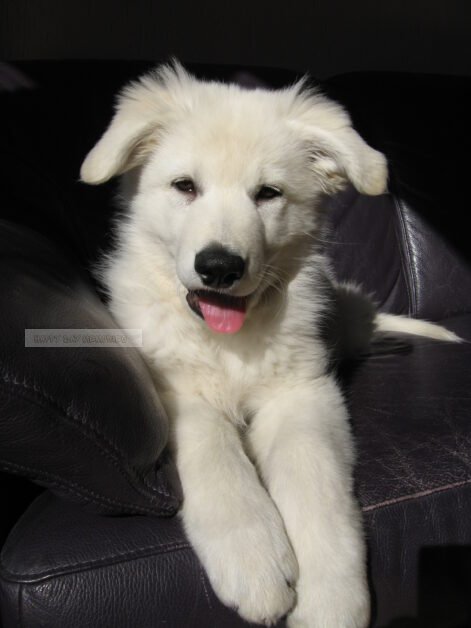 Zwitserse herder pup