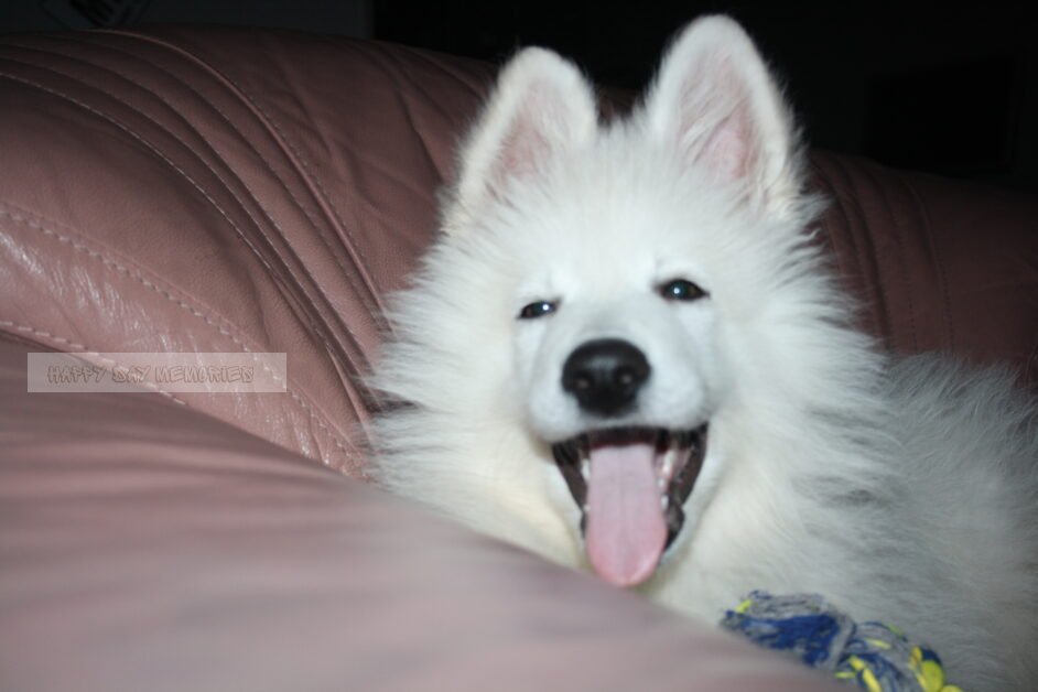 Zwitserse herder pup 6