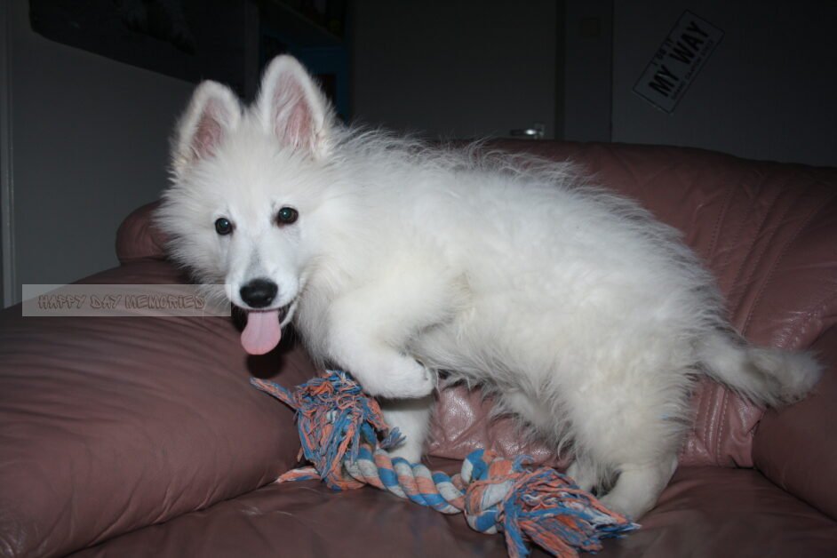 Zwitserse herder pup 7