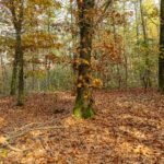🍁 Herfstwandeling in het bos: super kleuren, bladeren en mijn 2 honden