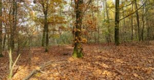herfstwandeling gekleurd bos
