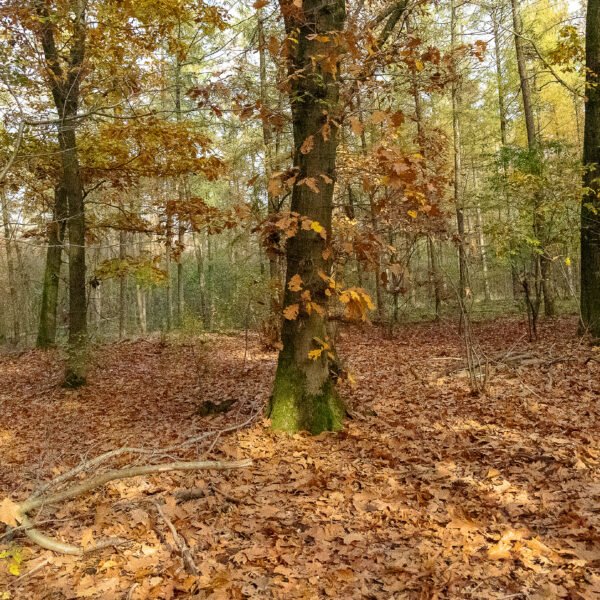 herfstwandeling gekleurd bos