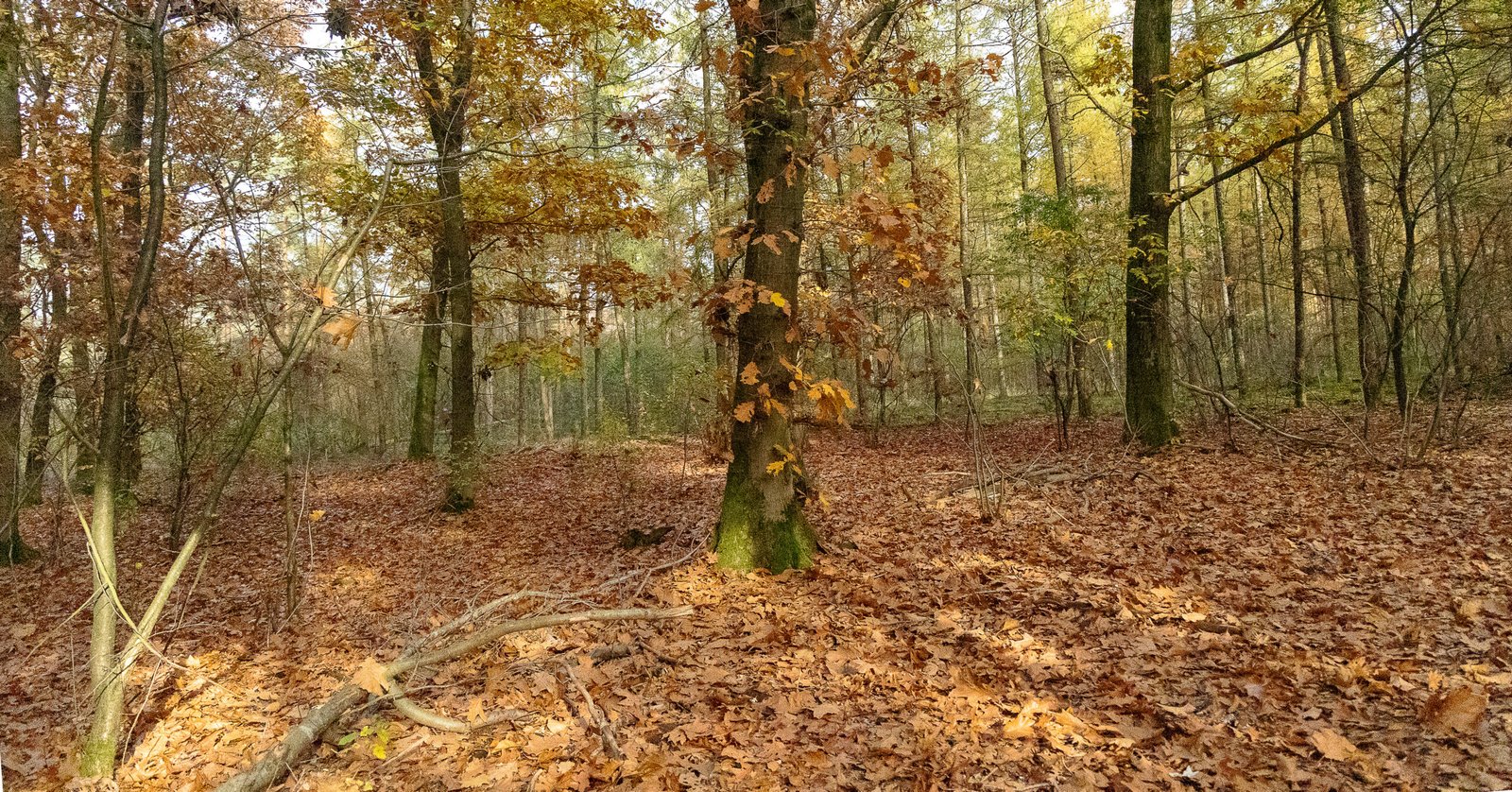 Je bekijkt nu 🍁 Herfstwandeling in het bos: super kleuren, bladeren en mijn 2 honden