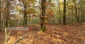 Herfstwandeling in het bos