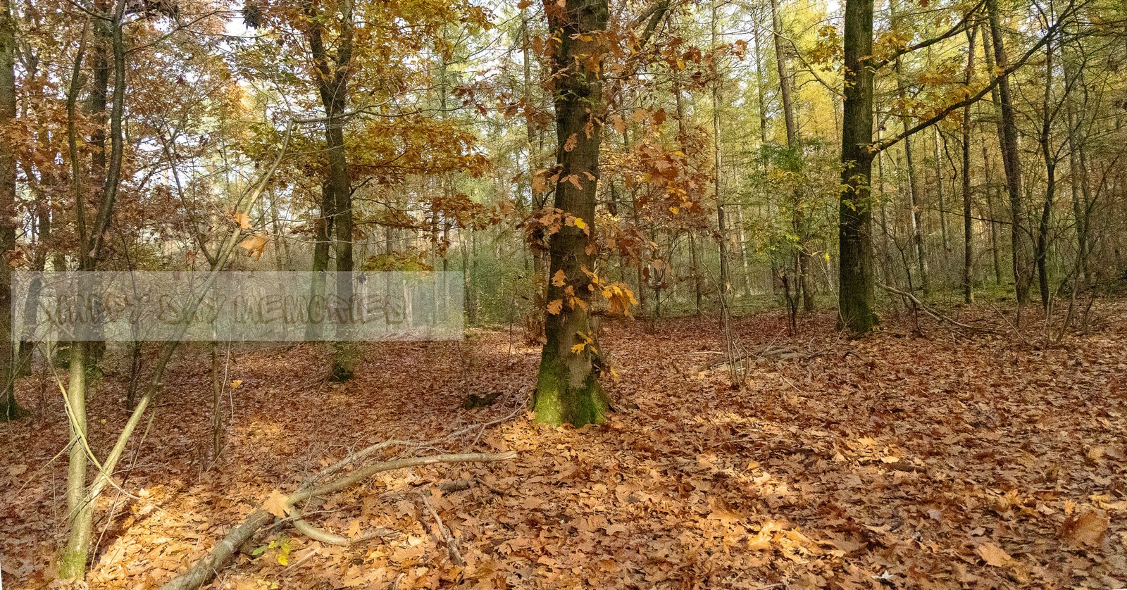 Je bekijkt nu 🍁 Herfstwandeling in het bos: super kleuren, bladeren en mijn 2 honden