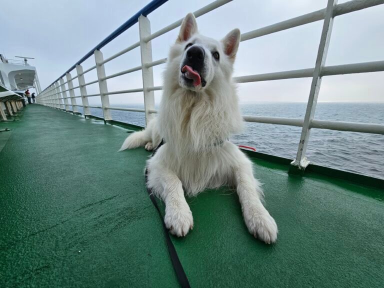 Funnydog op avontuur