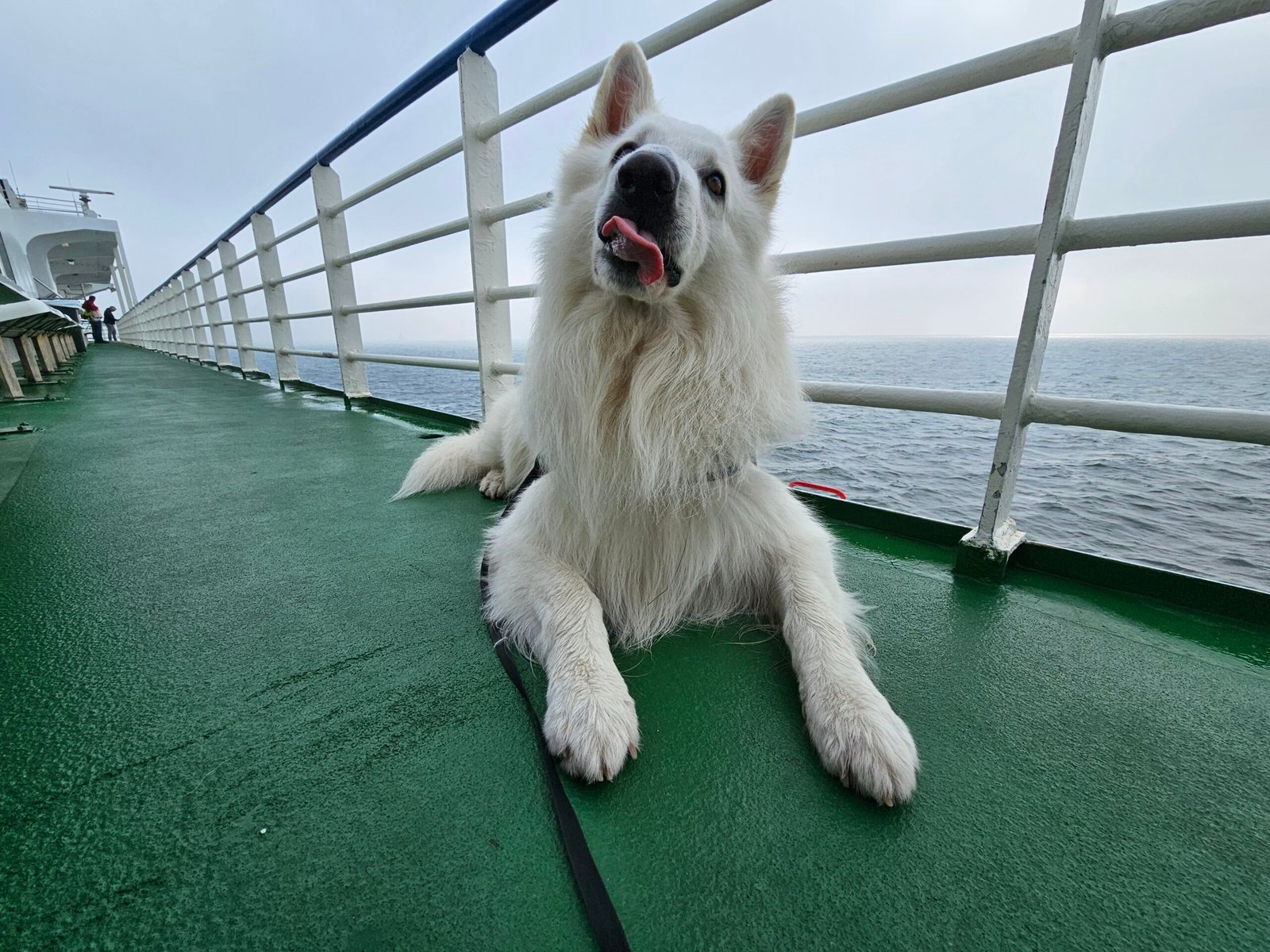 Funnydog op avontuur