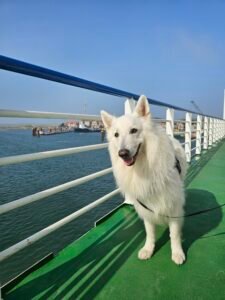 Genieten hond zeelucht