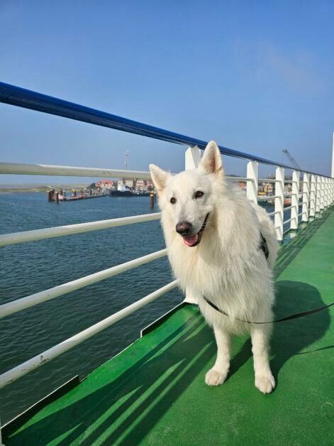 Genieten hond zeelucht