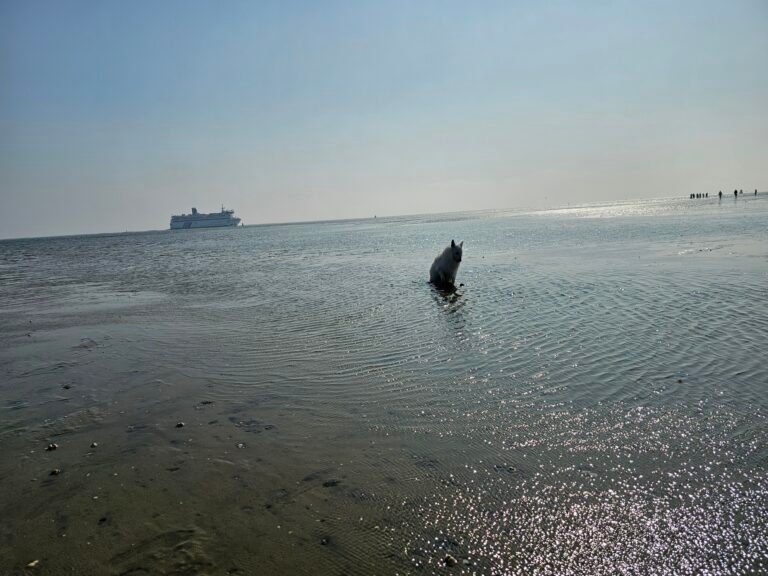 Salvio op een eiland (154)