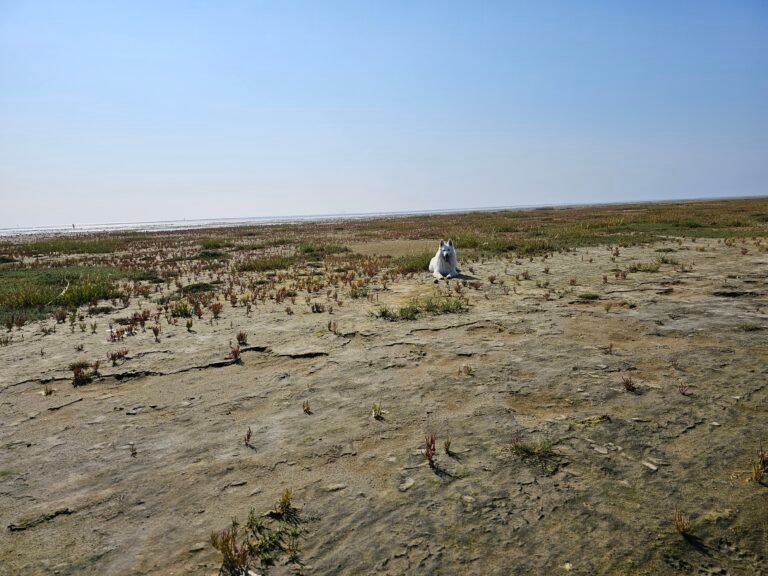 Salvio op een eiland