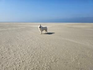 zwitserse herder hond strand terschelling