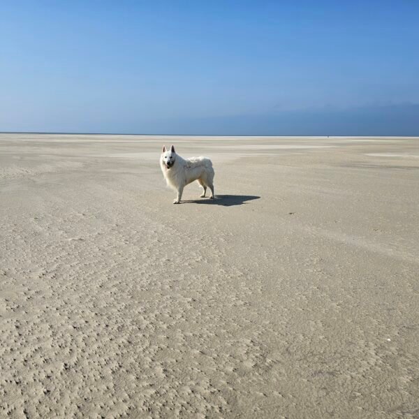 zwitserse herder hond strand terschelling