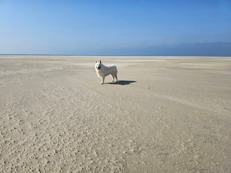 zwitserse herder hond strand terschelling