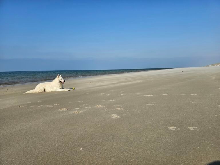 Salvio op een eiland (214)