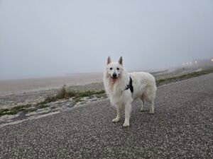 zwitserse herder mistig weer