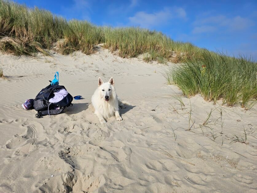rustmoment hond duinen