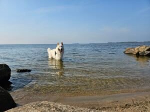 witte herder in helder water