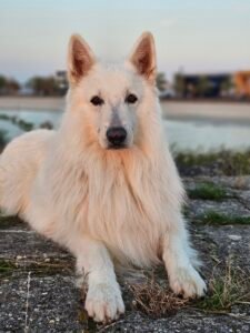 Witte herder