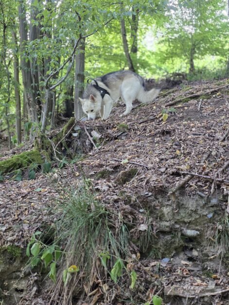 Duitsland eifel honden