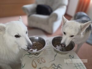 Duitsland honden efel