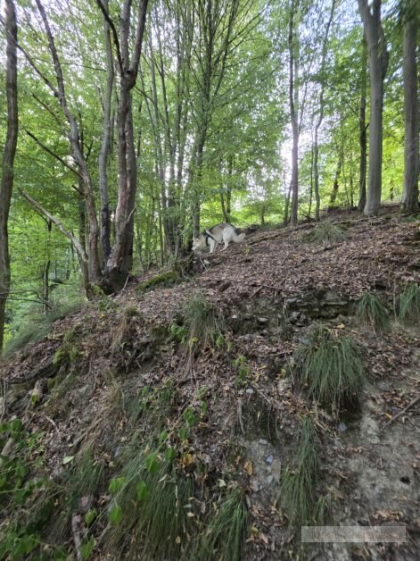 Duitsland Rursee Eifel (228)
