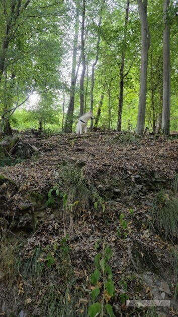 Duitsland Rursee Eifel (233)