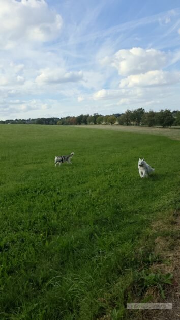 Noord Eifel met hond