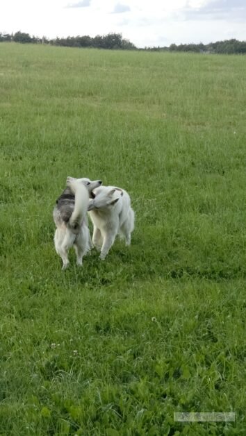Duitsland eifel honden