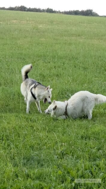 Duitsland eifel honden
