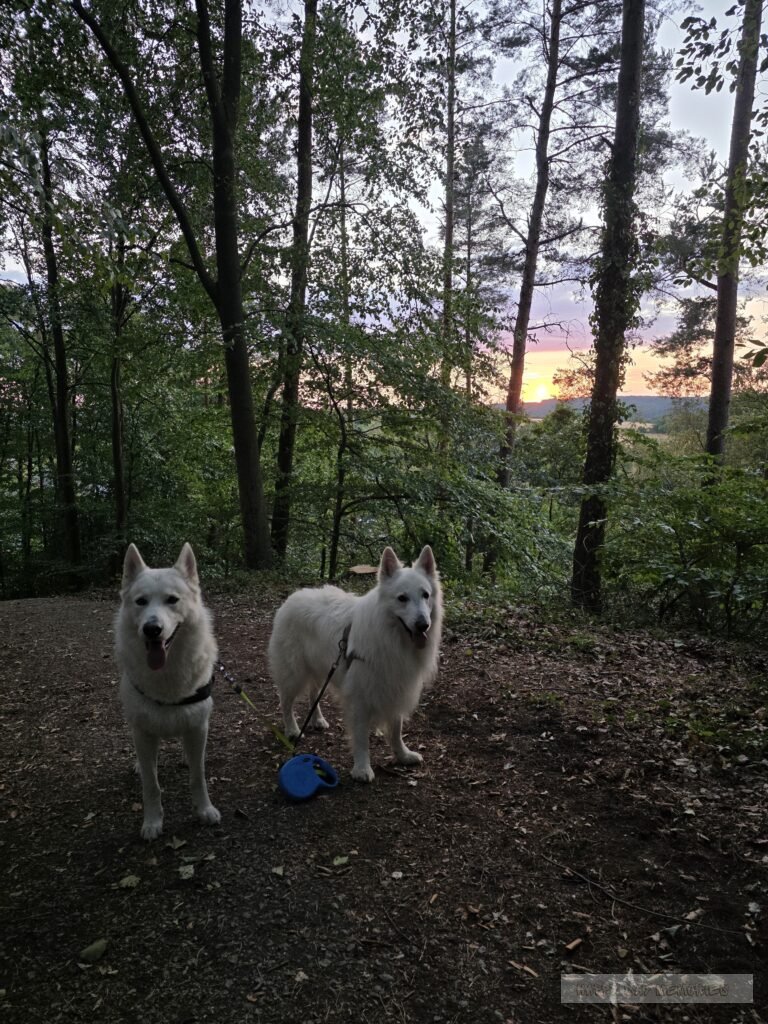Honden Duitsland zonsondergang
