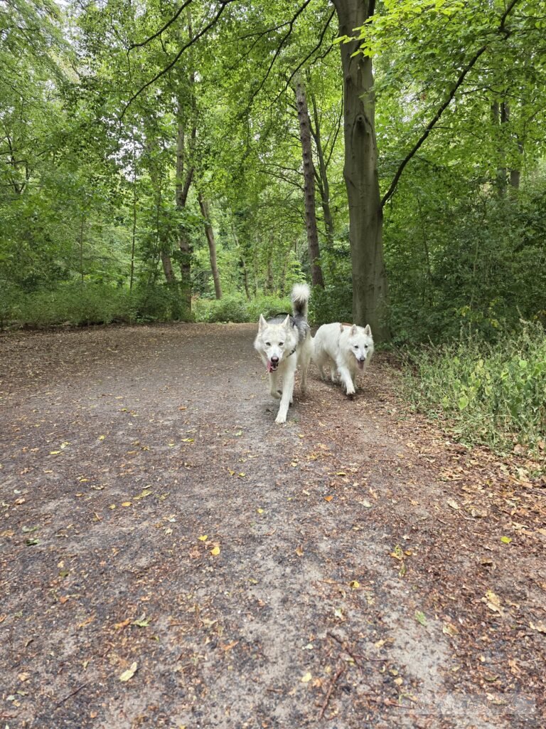 Duitsland eifel honden