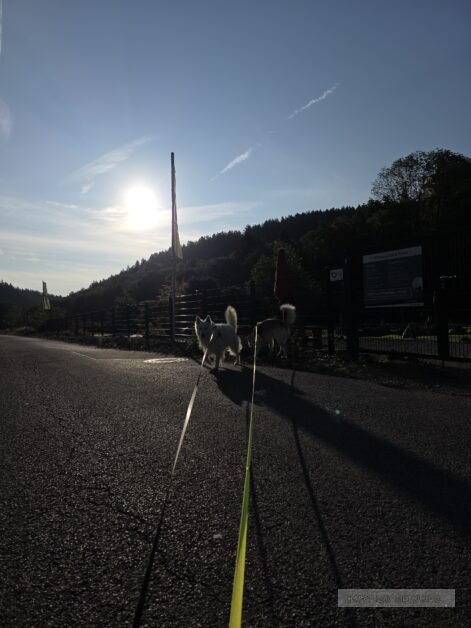 duitsland eifel honden