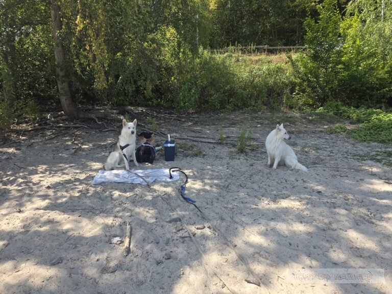 Duitsland noord eifel honden (13)