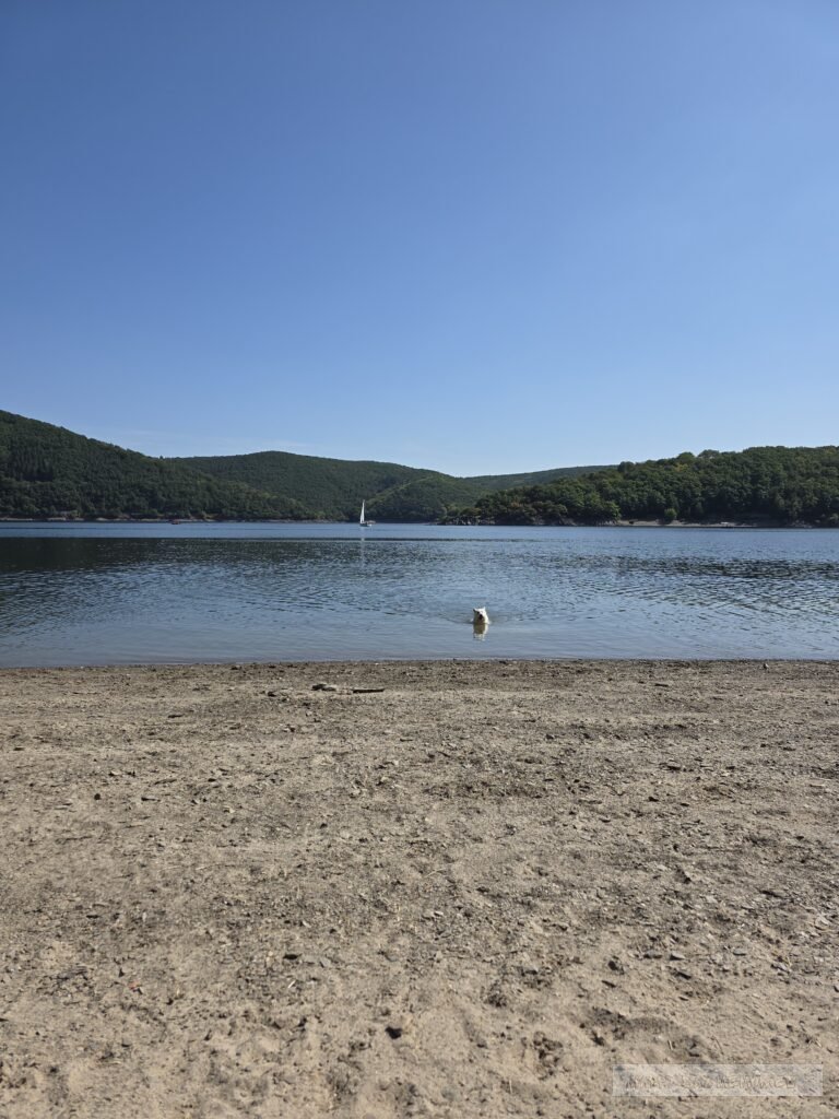 Duitsland noord eifel honden (6)