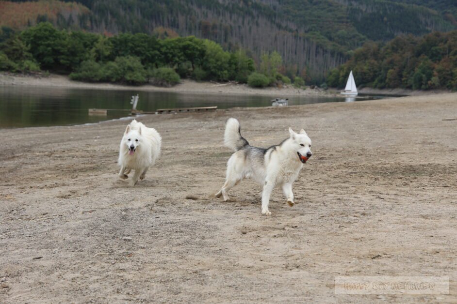 Duitsland eifel honden