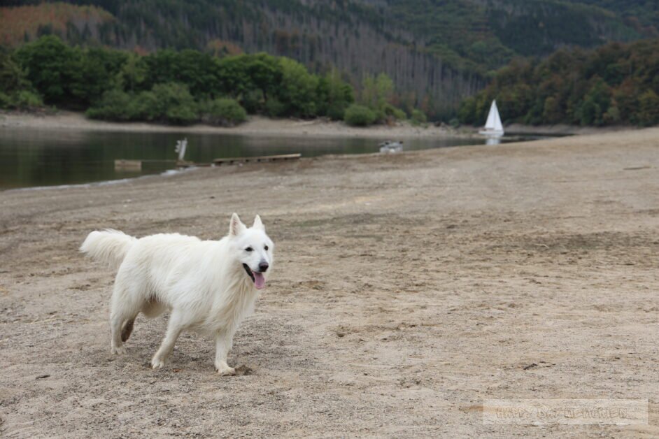 Honden vliegen strand (4)