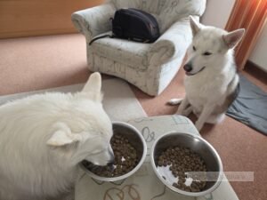 honden duitsland noord eifel
