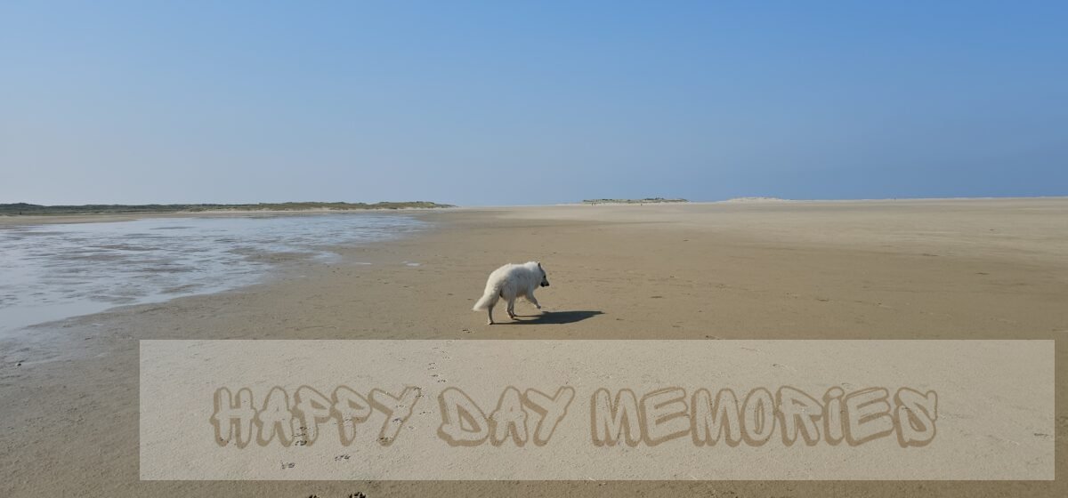 hond strand oneindig uiticht