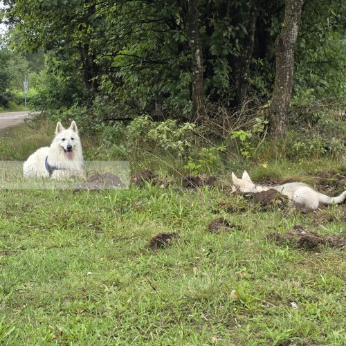 Zwitserse herder met Shepsky pup in bos