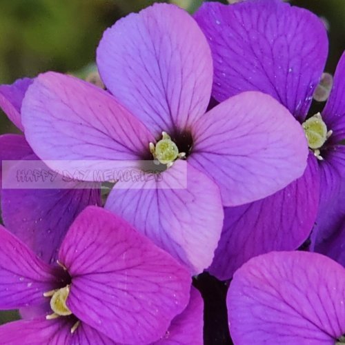 Kleur bloemen fleurig (105)